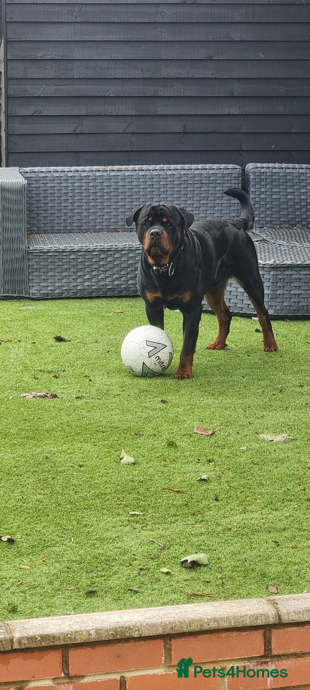 Rottweiler dogs for sale: Rottweiler needs a loving forever home  - Advert 26