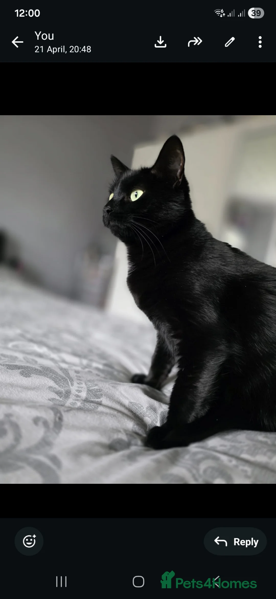 Mixed Breed cats for sale: Female tortie - Advert 3