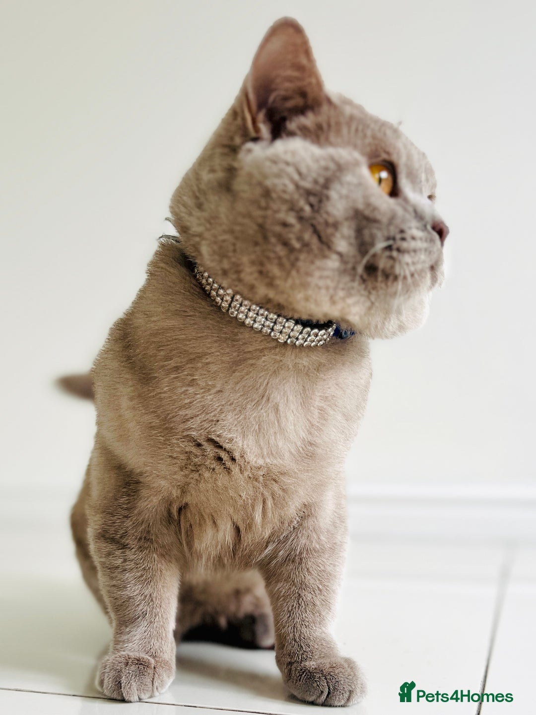 British Shorthair cats for sale: Mr Oxi and Mrs Kiki  - Image 5
