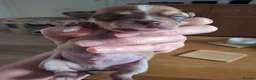 Chihuahua dogs for sale: BOY CHIHUAHUA  - Advert 4