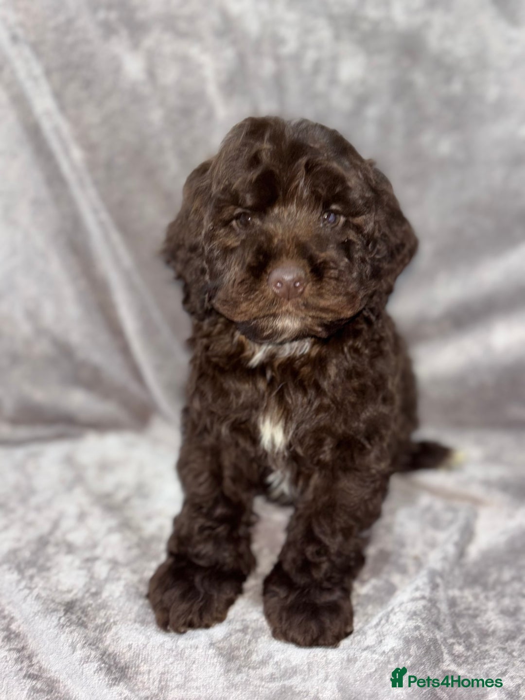 Cockapoo dogs for sale: Gorgeous Cockapoo Puppies  - Advert 4