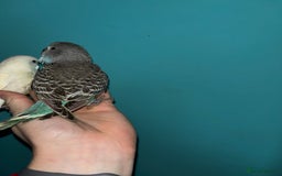 Budgerigars birds for sale: Hand reared baby budgies  - Image 8