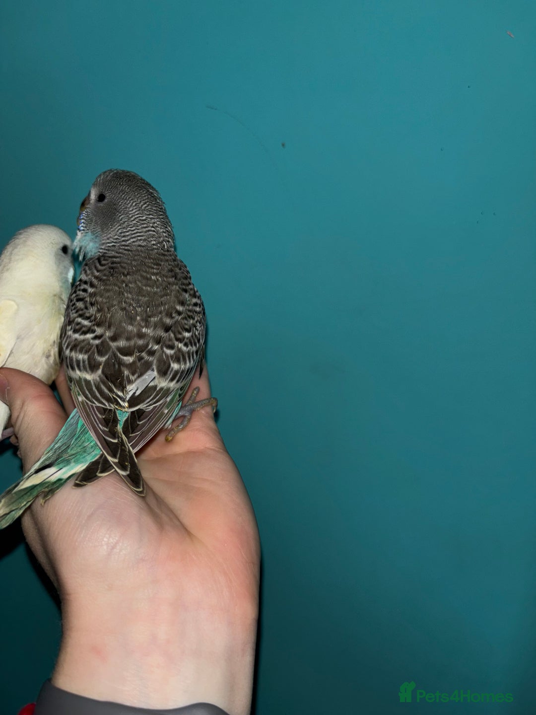 Budgerigars birds for sale: Hand reared baby budgies  - Image 8