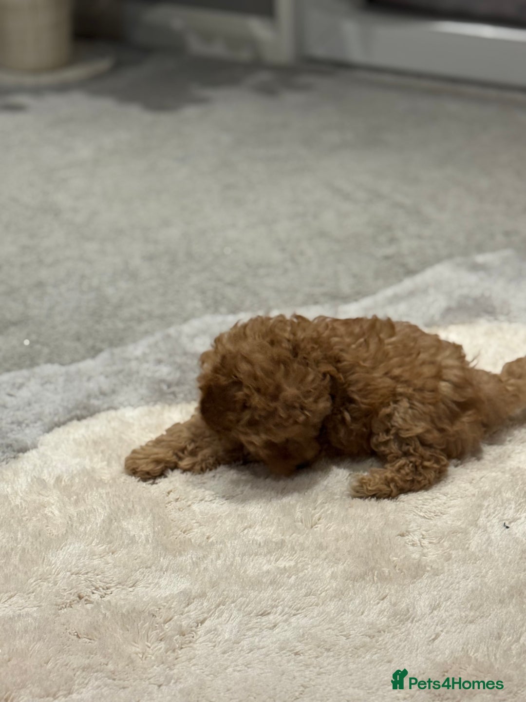 Toy Poodle dogs for sale: Toy Poodle  - Advert 6