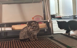 Scottish Fold cats for sale: Scottish Fold Kittens - Image 29