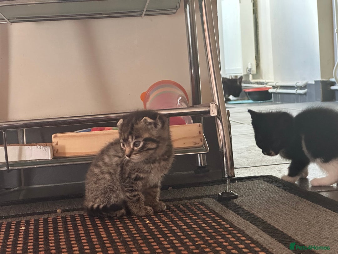 Scottish Fold cats for sale: Scottish Fold Kittens - Image 29