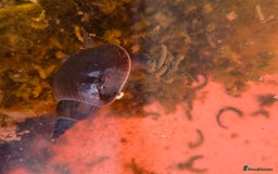 Snails invertebrates for sale: Great Pond snails Lymnaea Stagnalis - Image 3