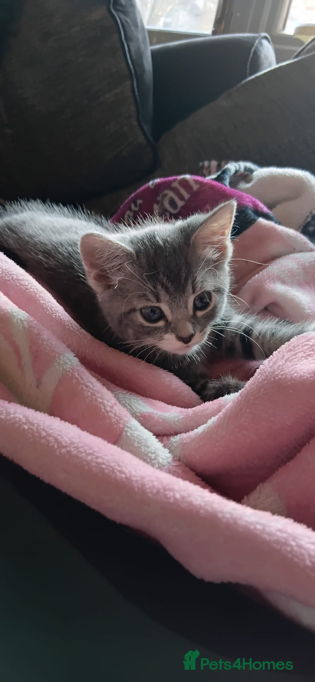 Mixed Breed cats for sale: 3 Blue British shorthair and Mancoon mixed kittens - Advert 11