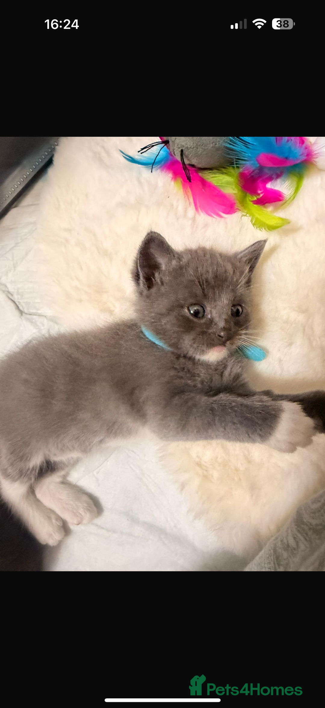 Ragdoll cats for sale: Ragdoll mix kitten - 5 Boys - Advert 25