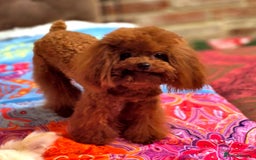 Toy Poodle dogs for stud: Amazing Red Asian Poodle FOR STUD ONLY - Image 3