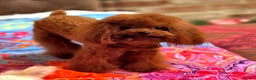 Toy Poodle dogs for stud: Amazing Red Asian Toy Poodle FOR STUD ONLY - Advert 3