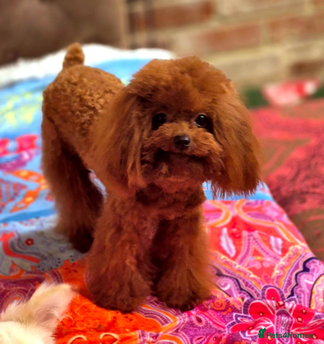 Toy Poodle dogs for stud: Amazing Red Asian Poodle FOR STUD ONLY - Image 3