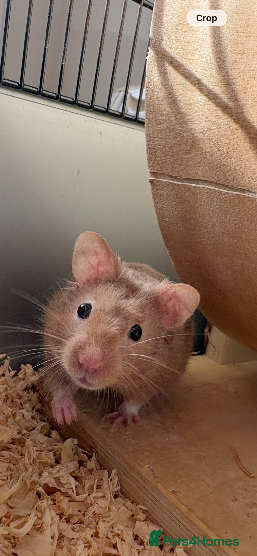 Hamster rodents for sale: Young male hamster with cage - Advert 6