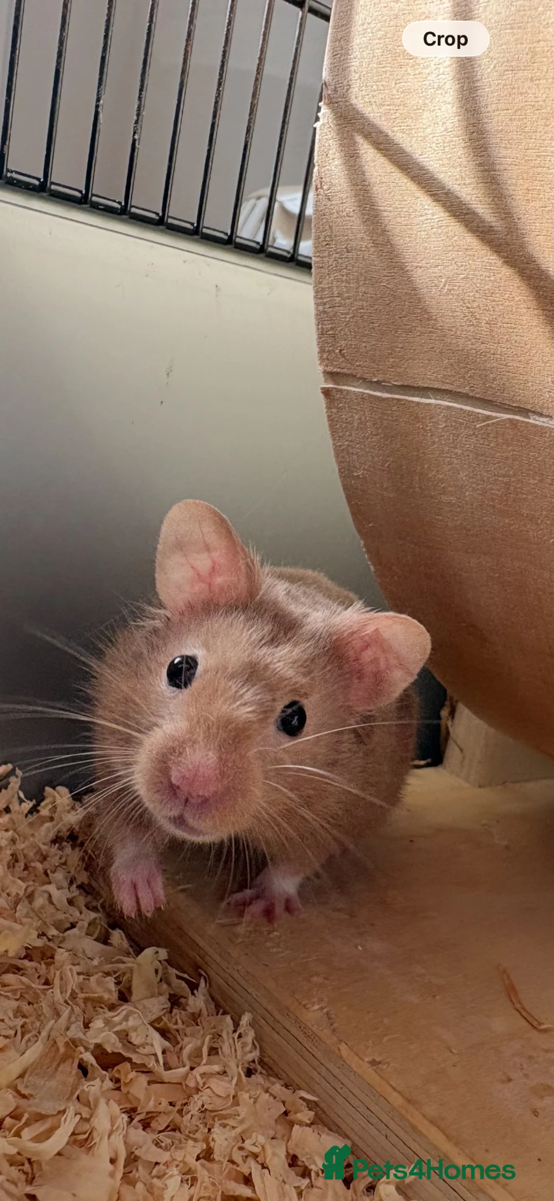 Hamster rodents for sale: Young male hamster with cage - Advert 1