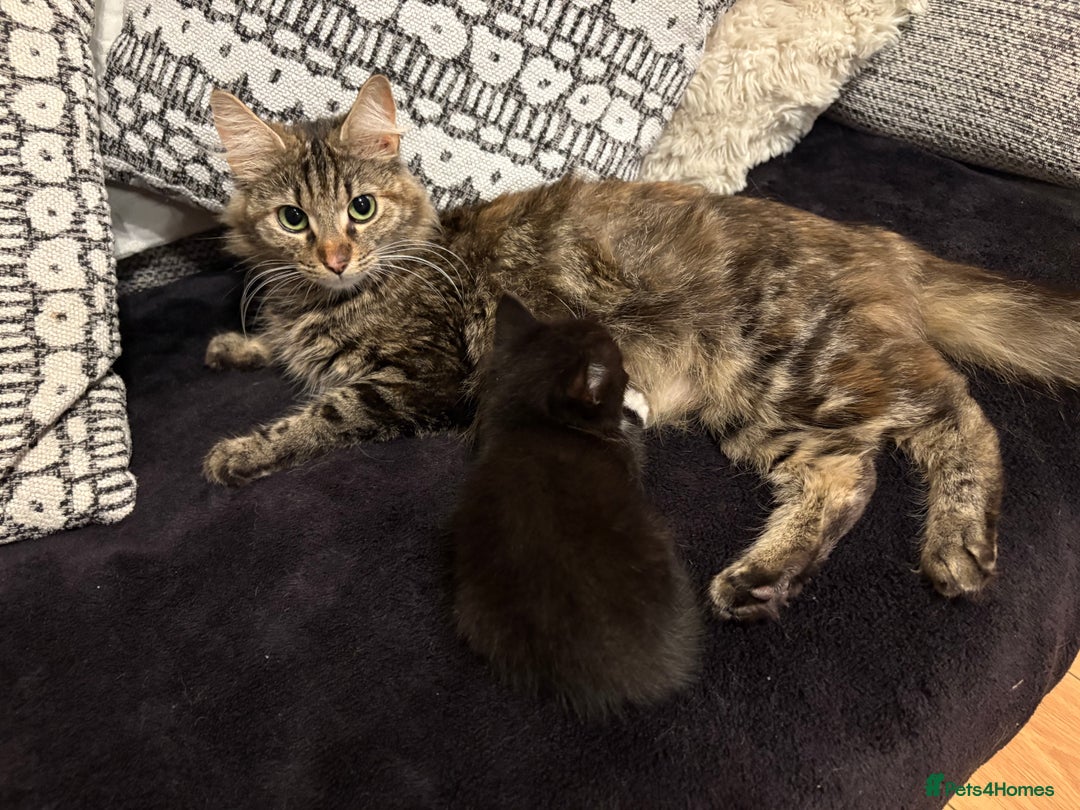 Maine Coon cats for sale: Maincoon cross kittens  - Image 1