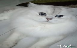 Scottish Fold cats for sale: Adorable Scottish Fold Kittens  - Image 36
