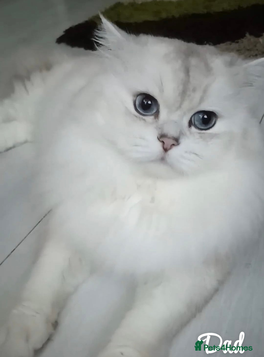 Scottish Fold cats for sale: Adorable Scottish Fold Kittens  - Image 36