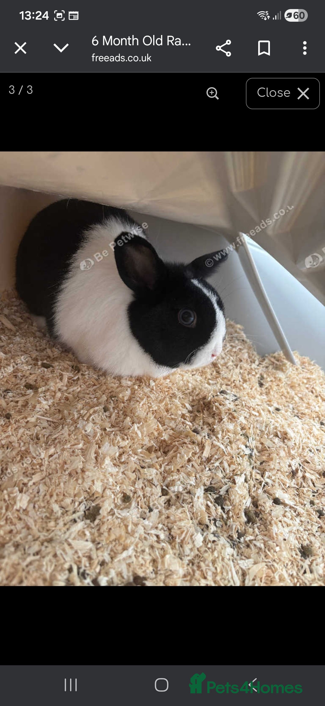Mixed Breed rabbits for sale: Dwarf x lop - Advert 2