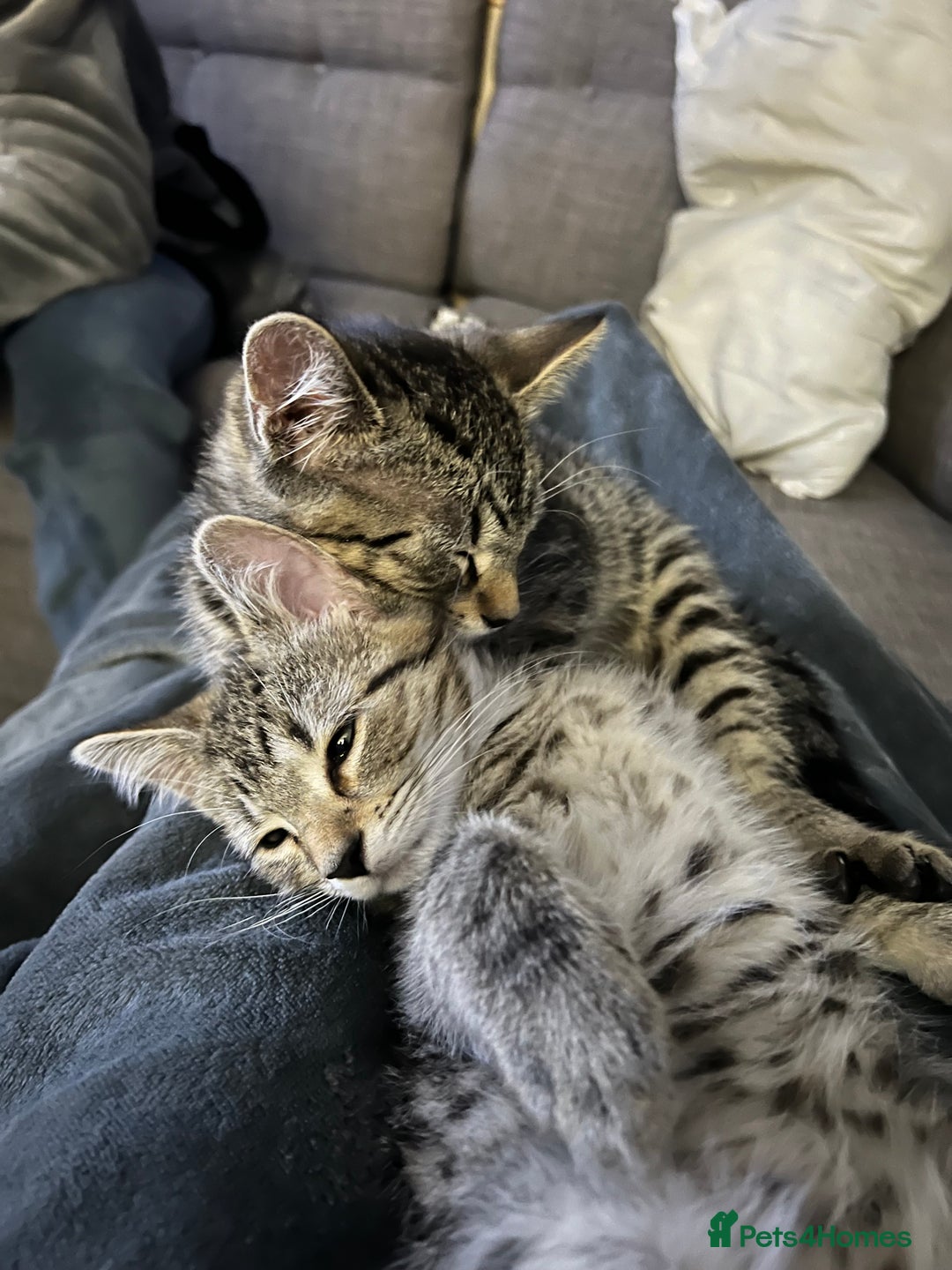 Mixed Breed cats for sale: Two boys 5 months FREE TO GOOD HOME - Image 3