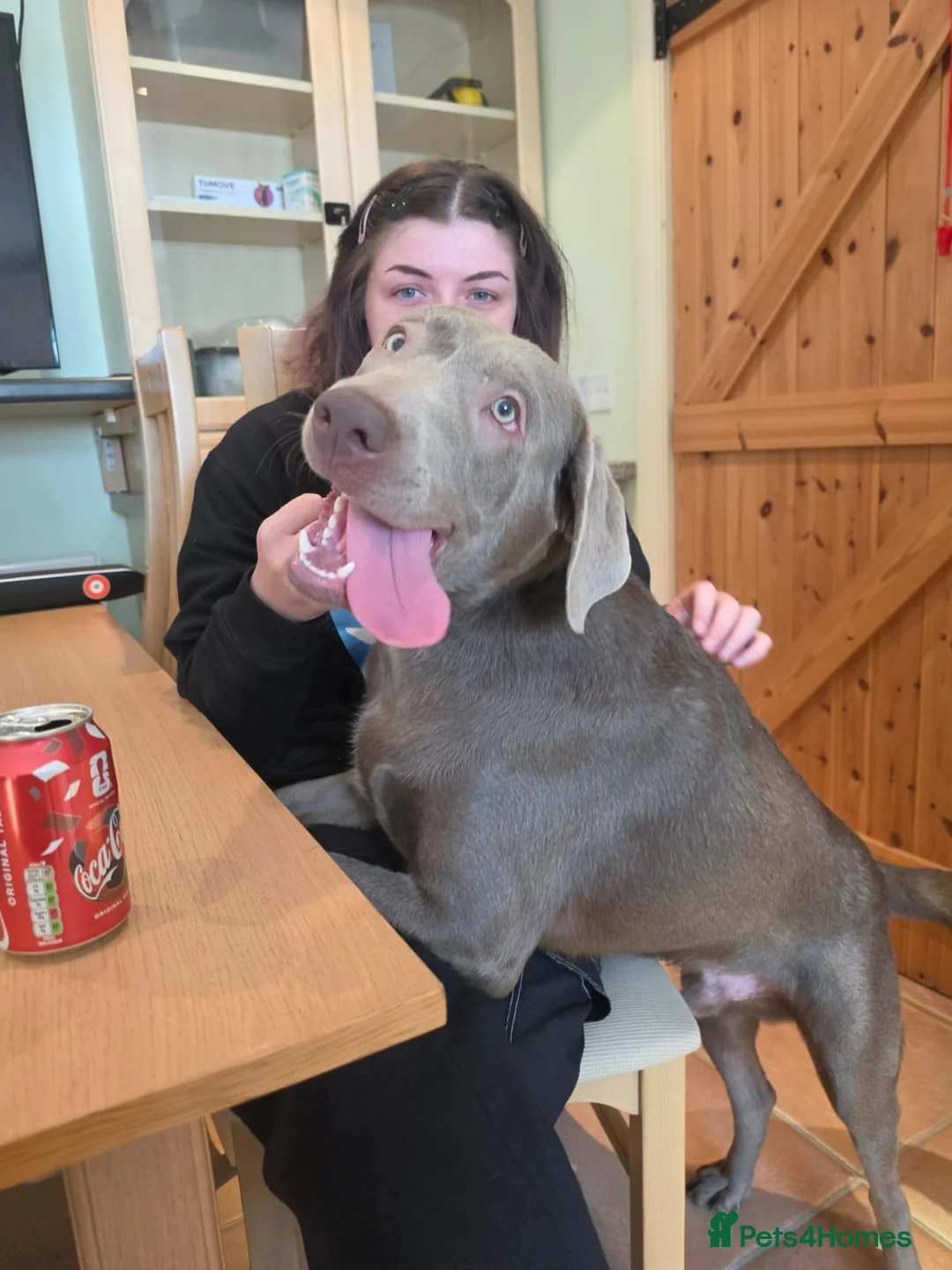 Labrador Retriever dogs for adoption: Ozzy the Adorable Silver Lab - Advert 2