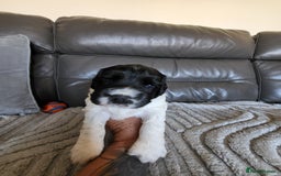 English Springer Spaniel dogs for sale: Two black and white and one liver and white - Image 6