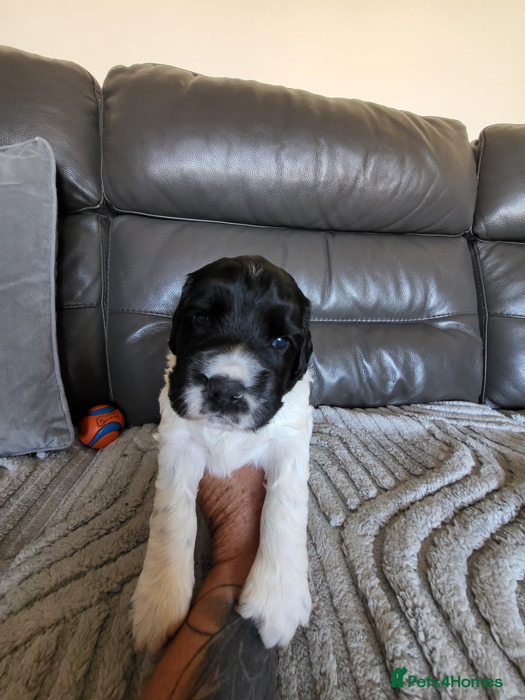 English Springer Spaniel dogs for sale: Two black and white and one liver and white - Image 6