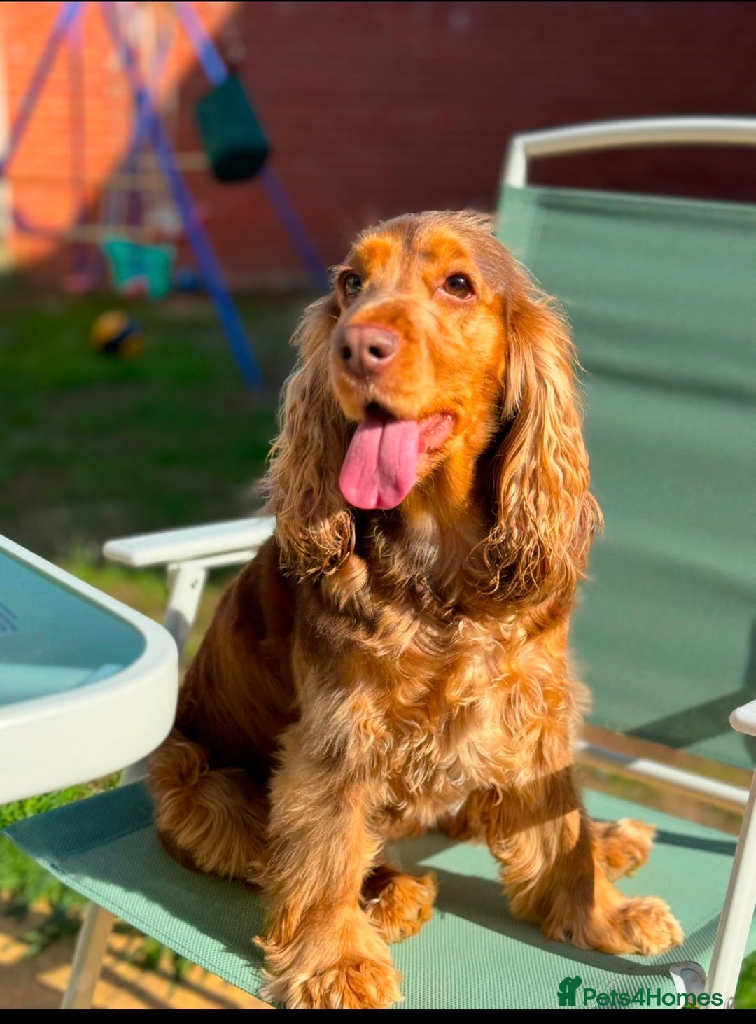 Cocker Spaniel dogs for sale: 3 cocker spaniel boys available call  **  - Advert 9