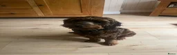 Cockapoo dogs for sale: Name. Pedro in Basildon - Advert 1