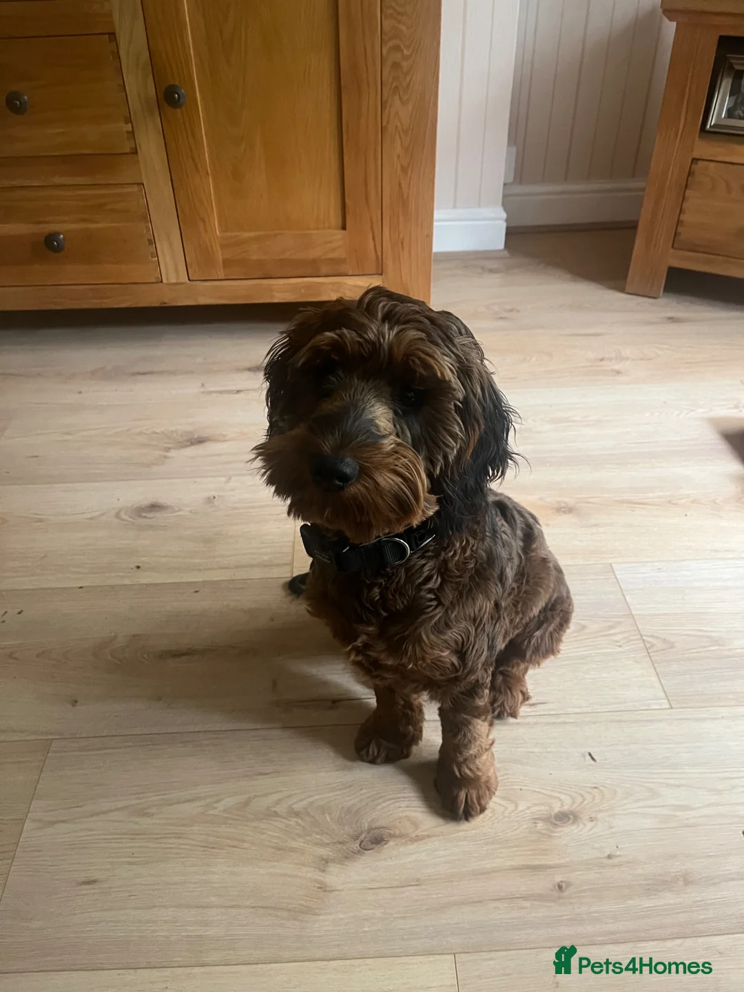 Cockapoo dogs for sale: Name. Pedro in Basildon - Advert 1