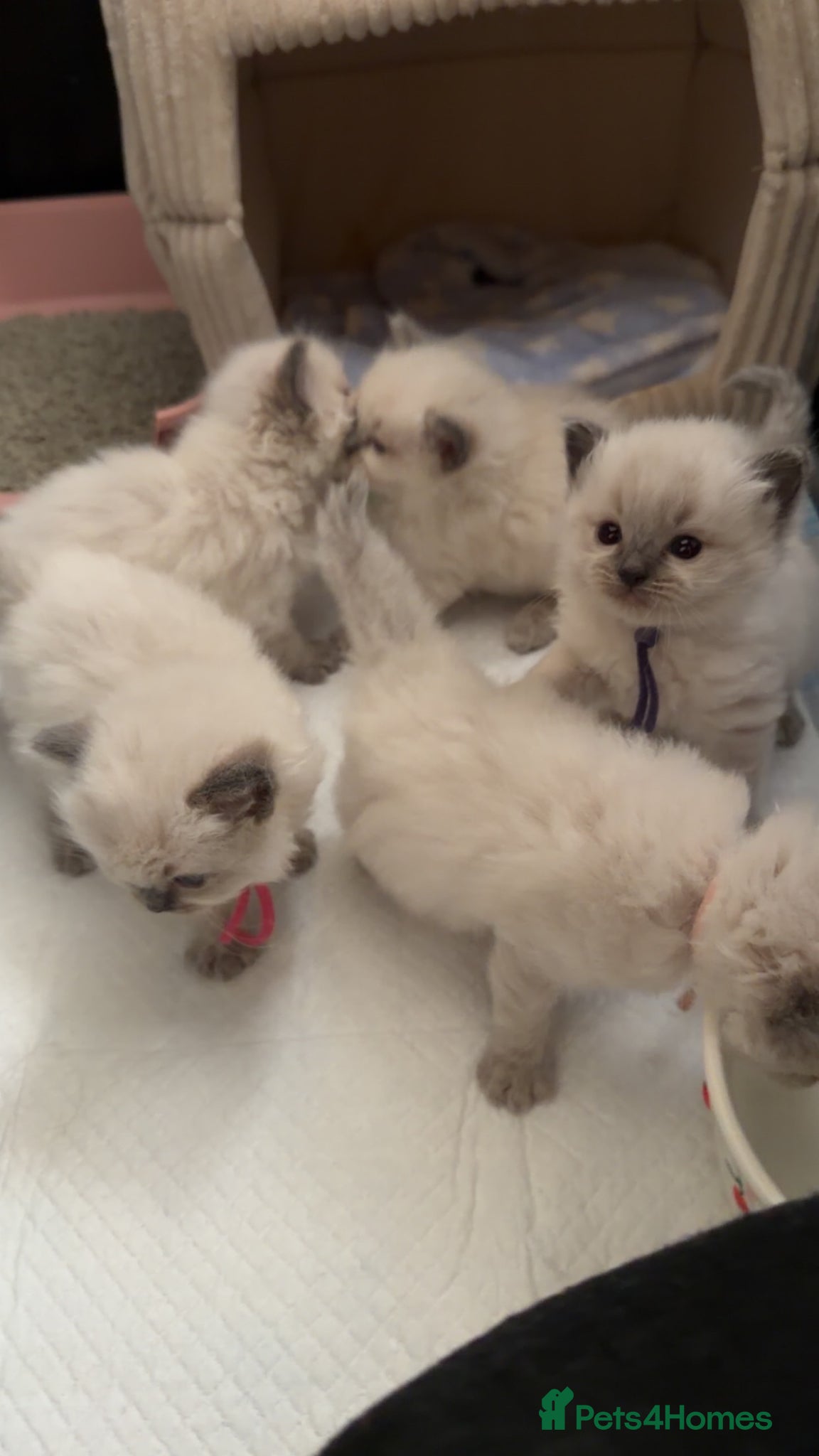 Ragdoll cats Ragdolls  - Advert 15