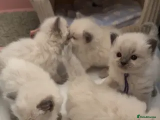 Ragdoll cats Ragdolls - Advert 15