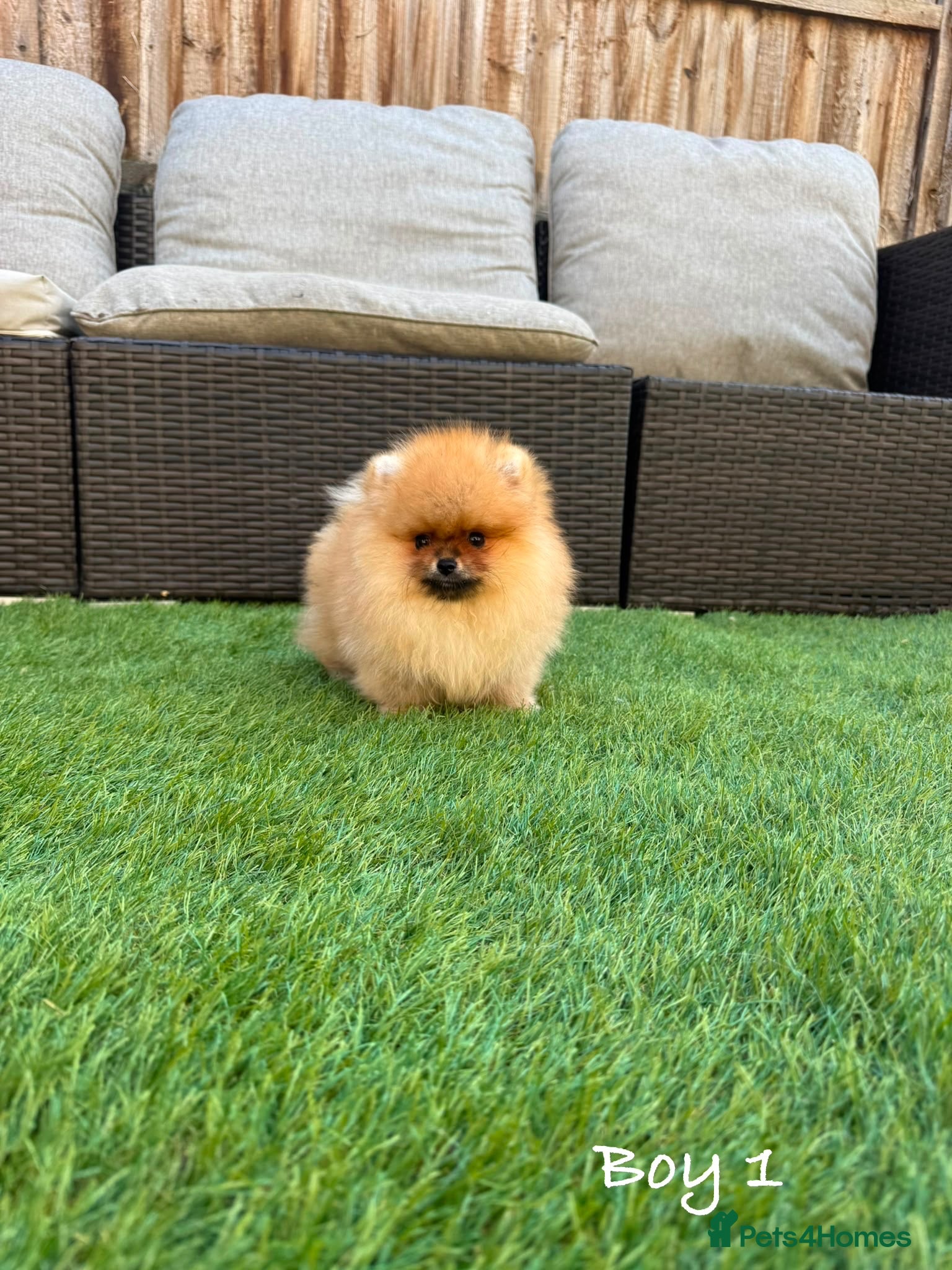Pomeranian dogs Pure Teddy🐻Tiny🐾Outstanding 🏆 - Advert 1