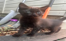 Ragdoll cats for sale: Calico Ragdolls - Image 12
