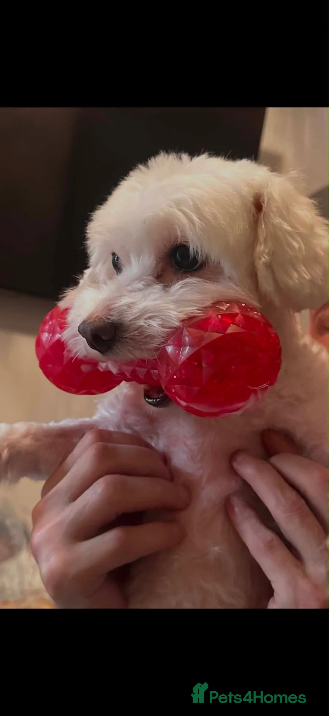 Bichon Frise dogs for stud: Purebred Havanese Lucy Available for Mating - Advert 2