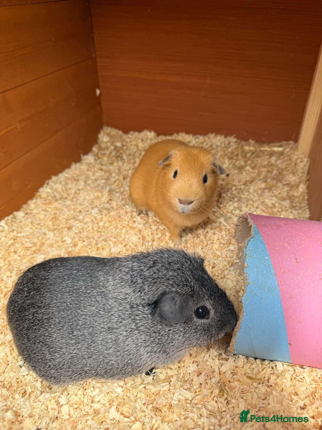 Guinea Pig rodents for sale: Guinea Pigs in Farnborough - Advert 1
