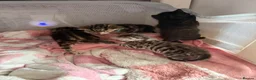 Mixed Breed cats for sale: Beautiful boy kittens  in Kilmarnock - Advert 8