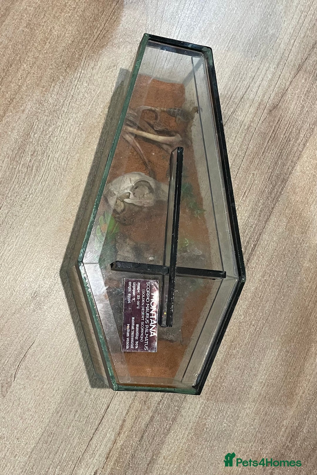 Scorpions invertebrates for sale: Golden desert scorpions in Lingfield - Image 10