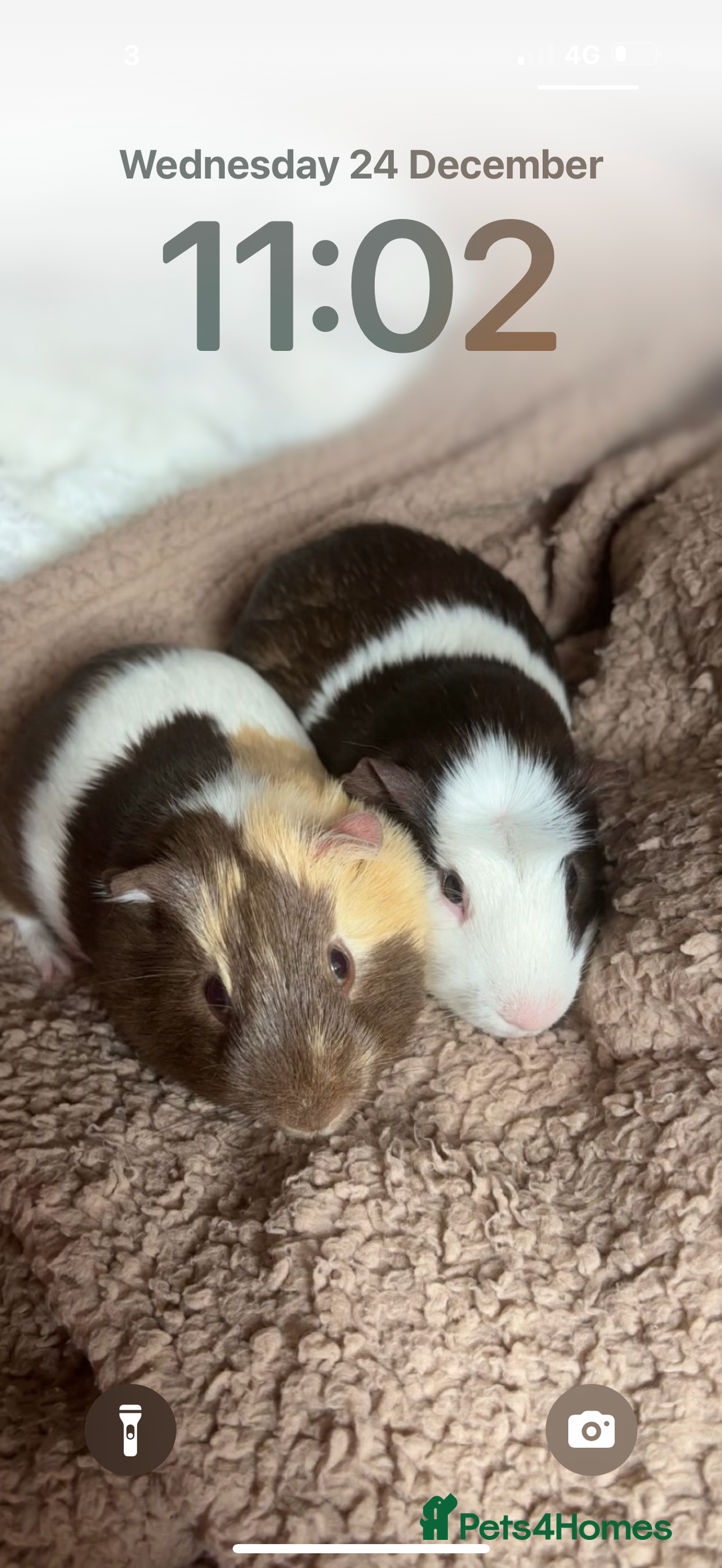 Guinea Pig rodents for sale: 2 Male Guinea Pigs For Sale - Advert 1
