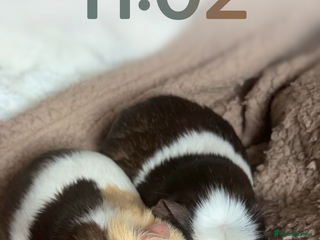 Guinea Pig rodents 2 Male Guinea Pigs For Sale - Advert 1