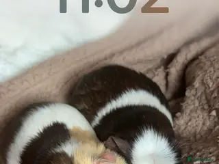 Guinea Pig rodents 2 Male Guinea Pigs For Sale - Advert 20