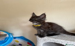 Maine Coon cats for sale: Pedigree GCCF Russian Import line Maine Coons - Image 17