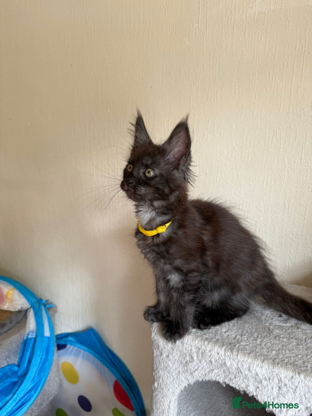 Maine Coon cats for sale: Pedigree GCCF Russian Import line Maine Coons - Image 17