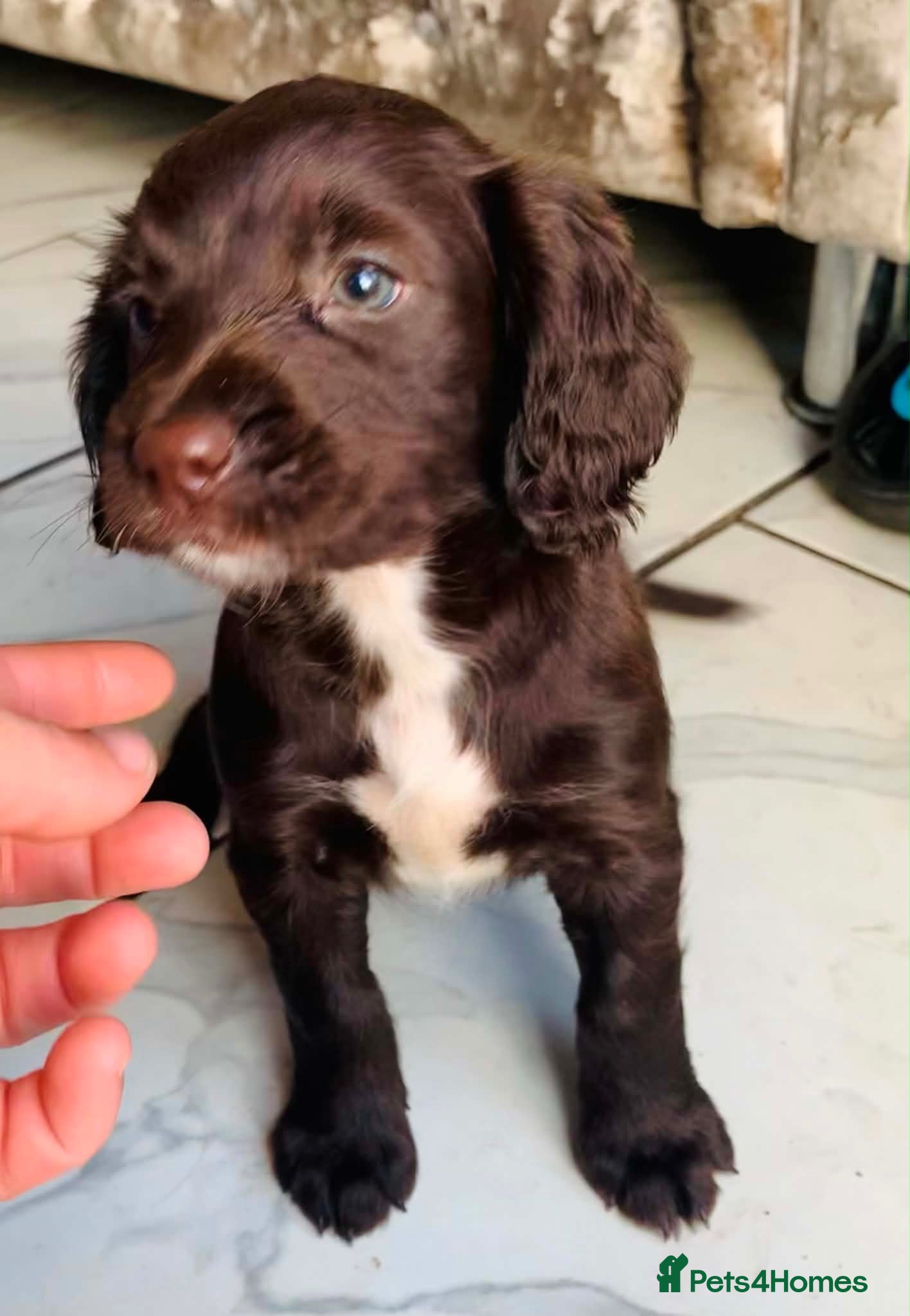 Sprocker dogs Ready now! Stunning F2 sprocker spaniel puppies !  - Advert 1
