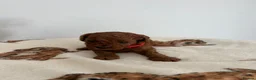 Cavapoo dogs for sale: Cavapoo Puppies for sale - Advert 11