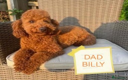 Cavapoo dogs for sale: F1b Toy cavapoo puppies extensively health tested - Image 13
