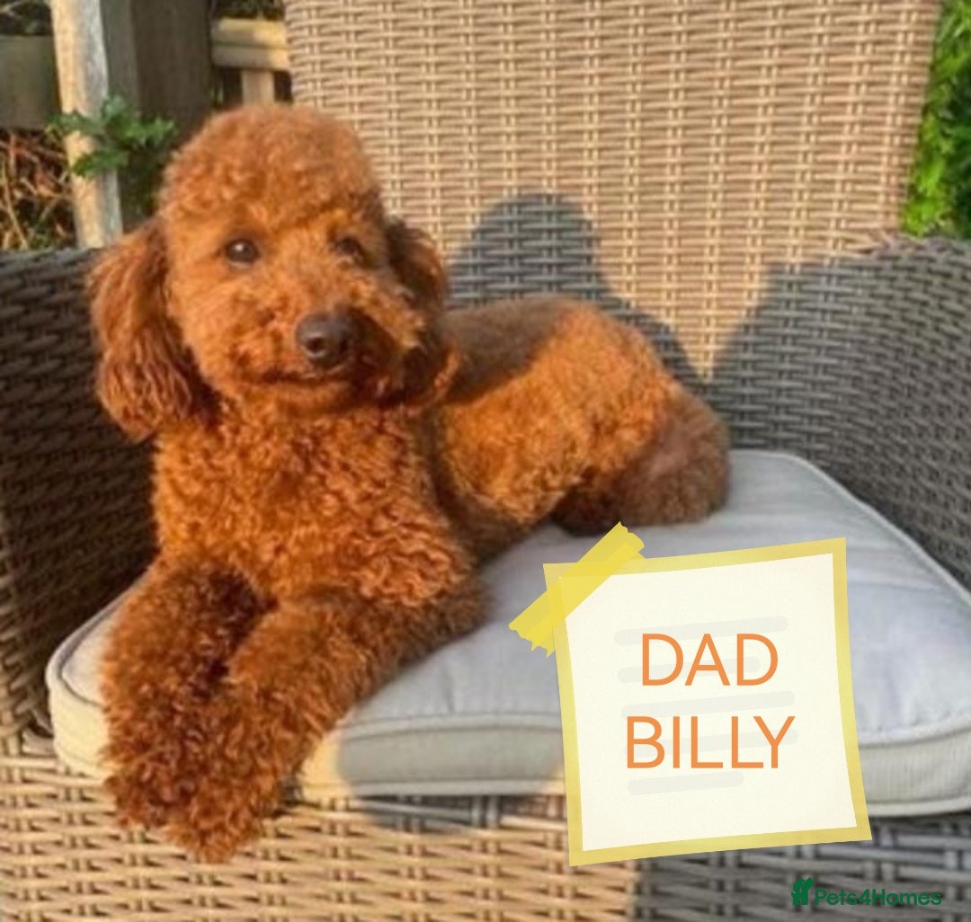 Cavapoo dogs for sale: F1b Toy cavapoo puppies extensively health tested - Image 13
