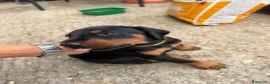 Dobermann 2