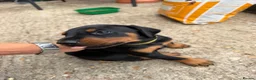 Dobermann dogs for sale: KC Registered Doberman Puppies 🐾 - Advert 9
