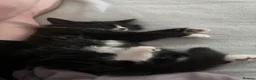 British Longhair cats for sale: Beautiful Felix for rehome - Advert 5