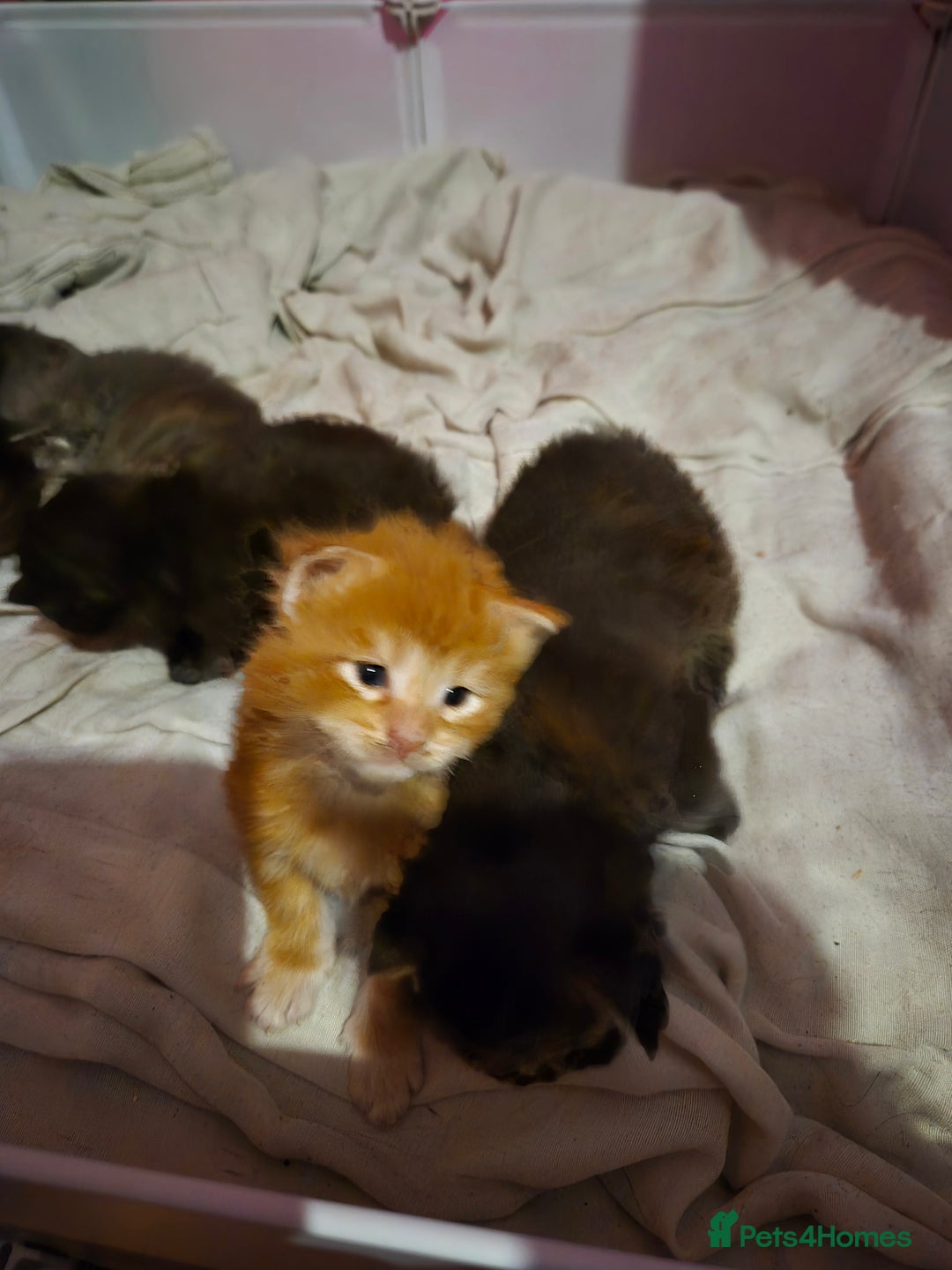 Maine Coon cats for sale: Russian /xxl maine coon - Advert 26